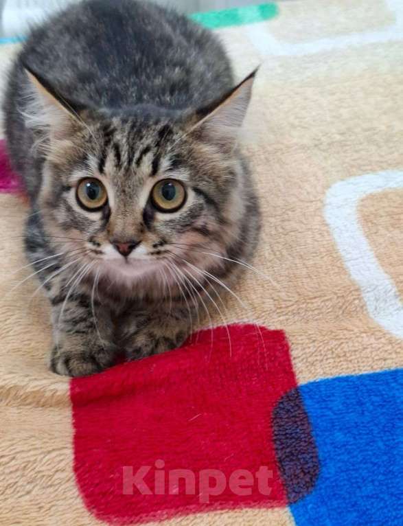 Кошки в Москве: Красивая пушистая девочка котенок Фрейя Девочка, Бесплатно - фото 2