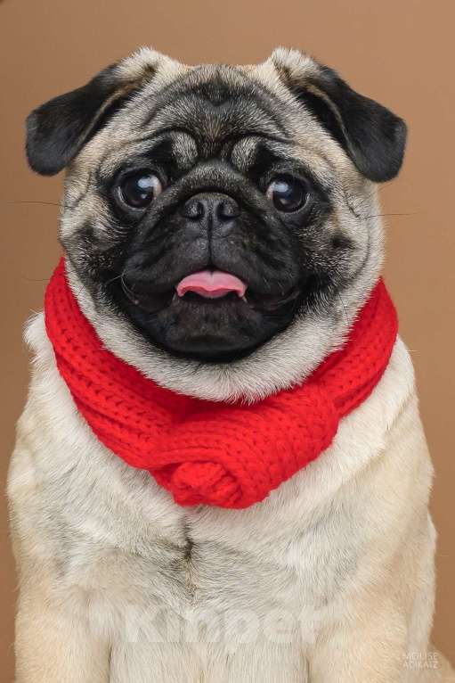 Собаки в Ижевске: Мопсы Девочка, 50 000 руб. - фото 9