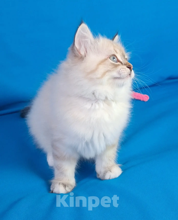 Кошки в Кохме: Невская маскарадная девочка Девочка, 45 000 руб. - фото 6