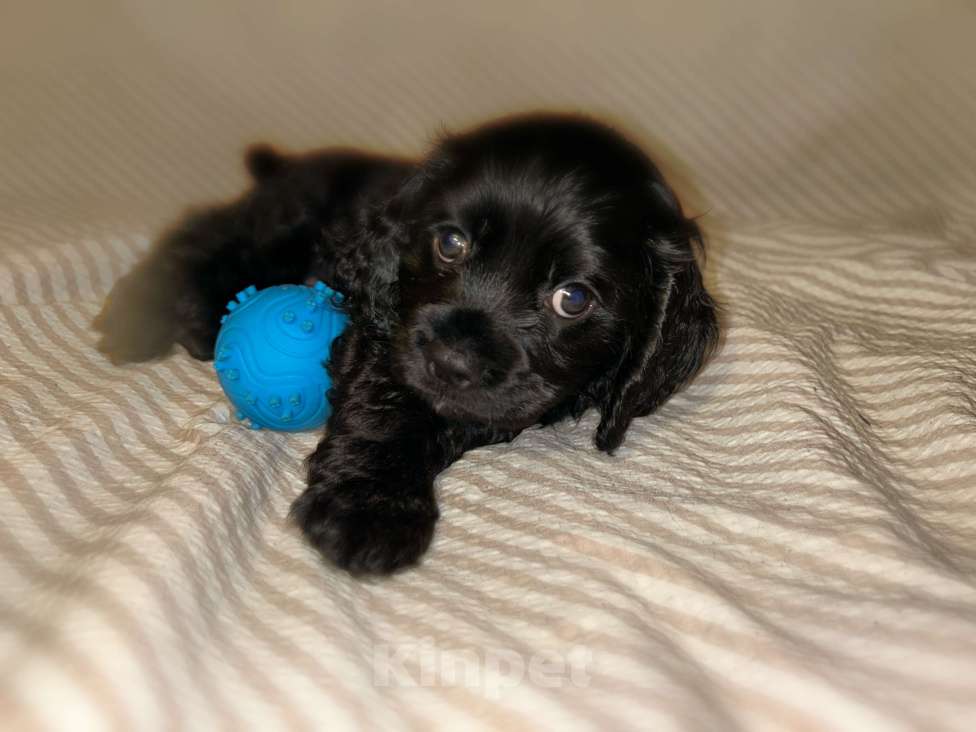 Собаки в Новосибирске: Американский Кокер спаниель щенки Мальчик, 20 000 руб. - фото 3