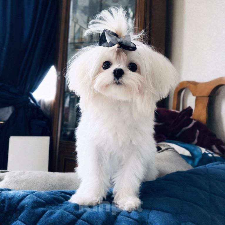 Собаки в Москве: Мальчик Корея Мальчик, 60 000 руб. - фото 1