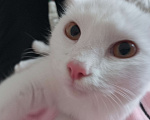 Кошки в Красноярске: Котик ищет свою семью Мальчик, Бесплатно - фото 3