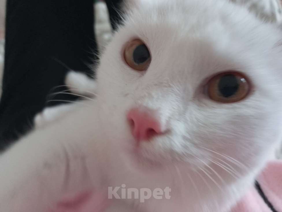 Кошки в Красноярске: Котик ищет свою семью Мальчик, Бесплатно - фото 3