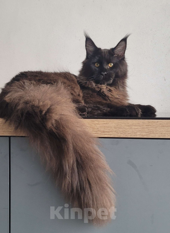 Кошки в Москве: Котенок мейн-кун  Мальчик, 45 000 руб. - фото 3