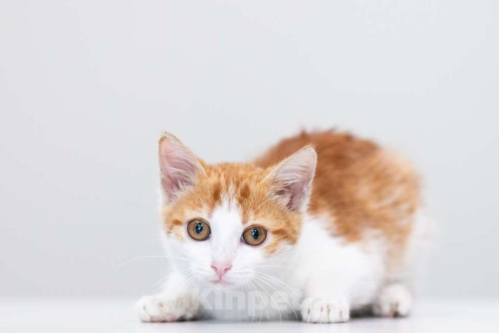 Кошки в Москве: Мюсля Девочка, Бесплатно - фото 2