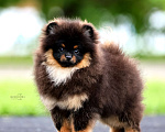 Собаки в Барнауле: Померанский шпиц Мальчик, 100 000 руб. - фото 1