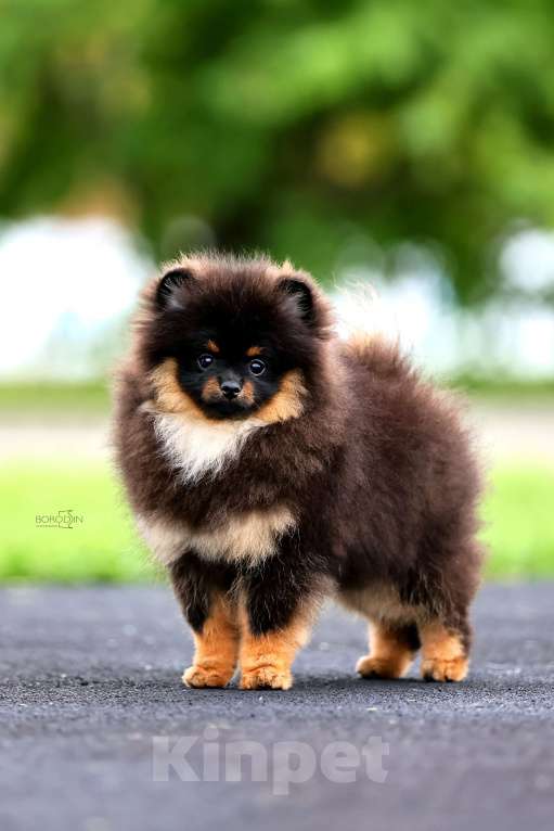 Собаки в Барнауле: Померанский шпиц Мальчик, 100 000 руб. - фото 1