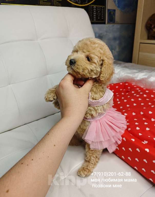 Собаки в Москве: Мальтипу девчонка  Девочка, 150 000 руб. - фото 3