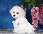 Собаки в Новосибирске: Бишон фризе. Девочка, 150 000 руб. - фото 3