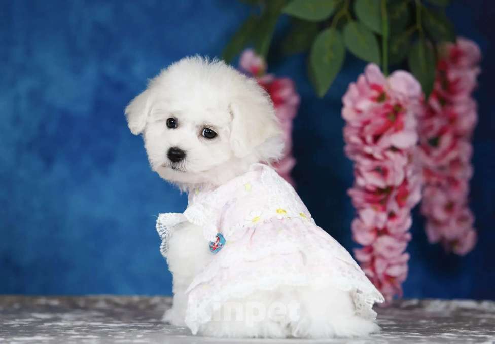 Собаки в Новосибирске: Бишон фризе. Девочка, 150 000 руб. - фото 3