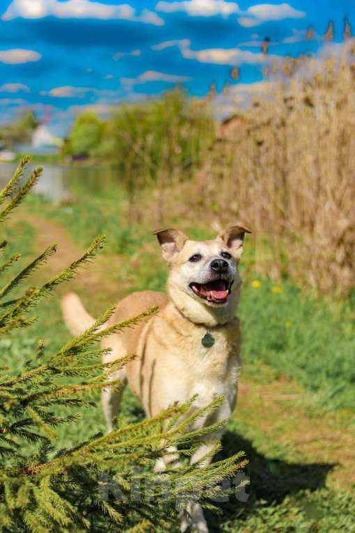 Собаки в Москве: Рыжая собачка Бренди в добрые руки Девочка, 1 руб. - фото 3