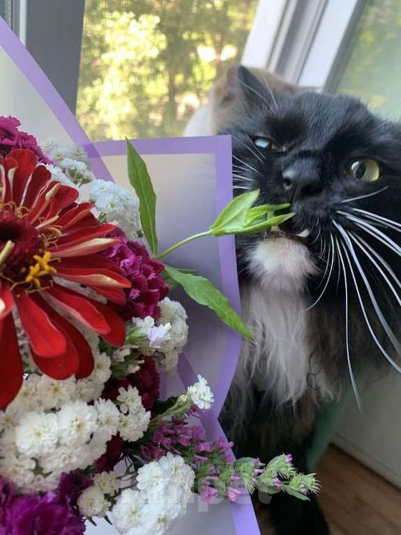 Кошки в Казани: Кот Крошик в добрые руки срочно до 20 декабря найти дом Мальчик, Бесплатно - фото 2