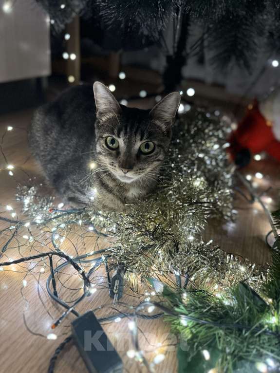 Кошки в Москве: Найдись добрый человек,забери меня! Мальчик, Бесплатно - фото 2