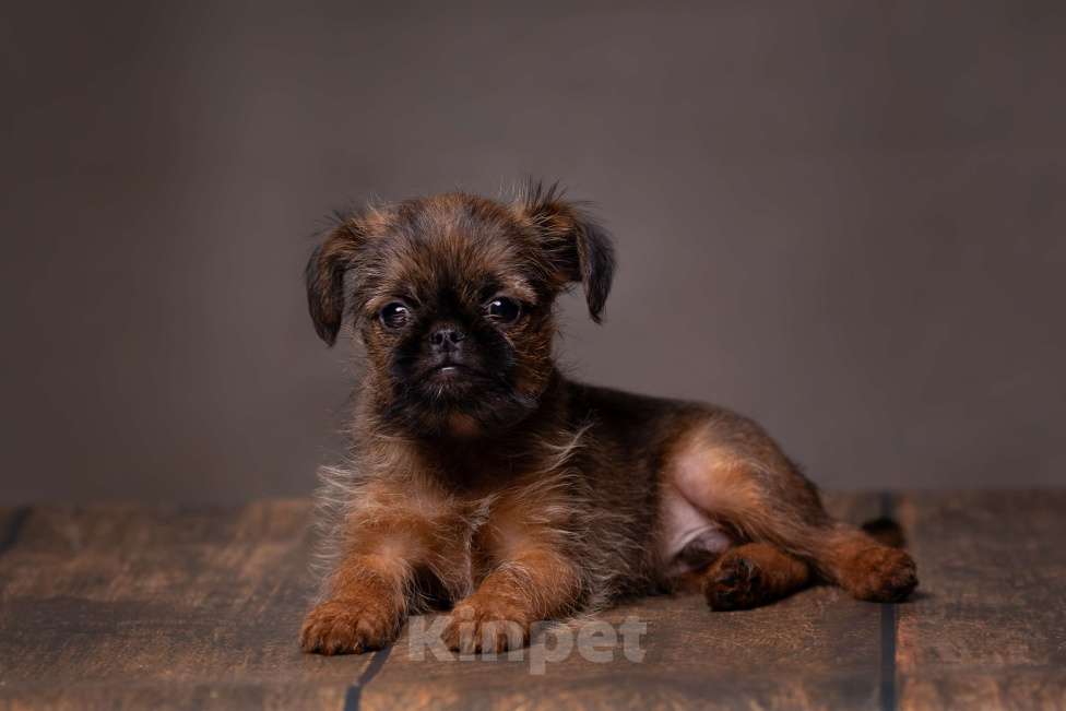 Собаки в Балаково: Детки Мальчик, 65 000 руб. - фото 3