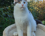 Кошки в Энгельс: Котенок Нильс Мальчик, 45 000 руб. - фото 6