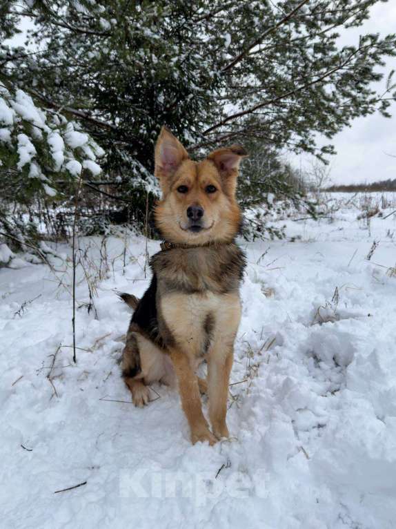 Собаки в других городах Московской области: Диггер ждет своего человека! Мальчик, Бесплатно - фото 1