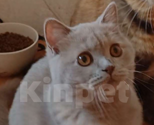 Кошки в Одинцово: Девочка-кошка Девочка, 25 000 руб. - фото 1