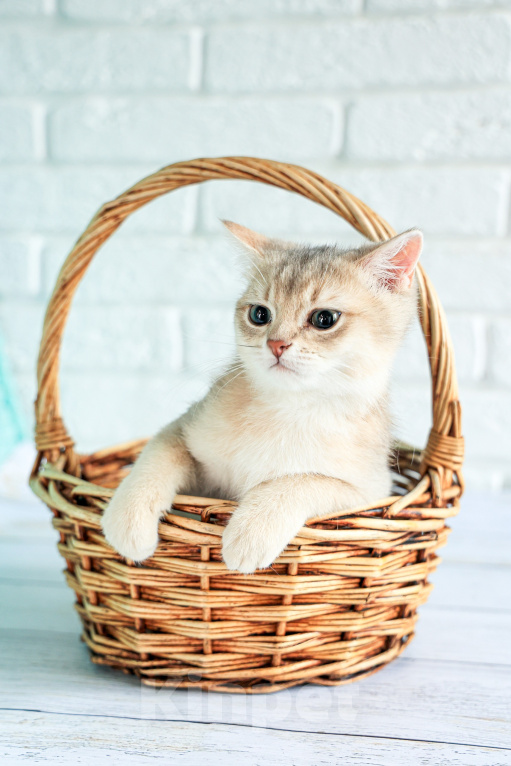 Кошки в Сланце: Продажа котёнка британская короткошёрстная в окрасе золотая голубая шиншилла ау 25 Мальчик, 40 000 руб. - фото 4