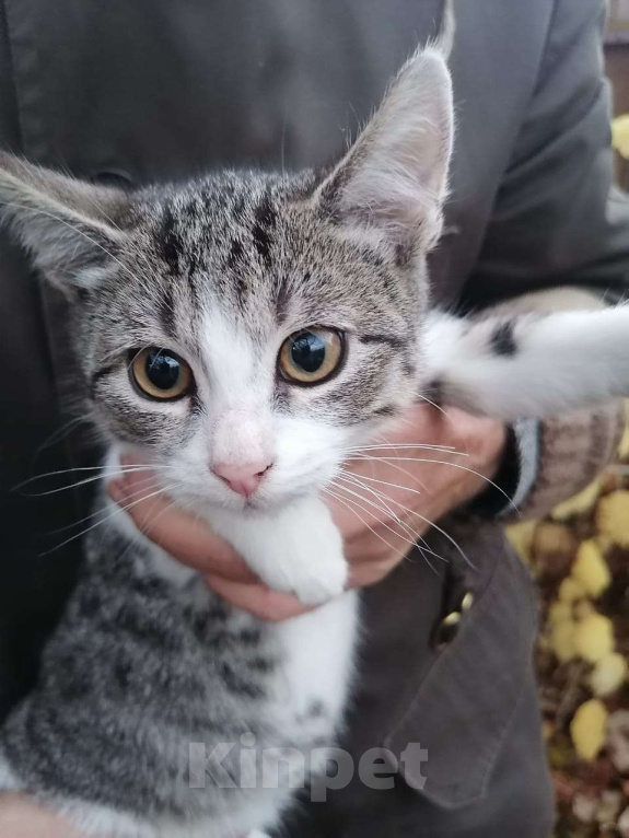 Кошки в Москве: Котенок мальчик в добрые руки Мальчик, Бесплатно - фото 1