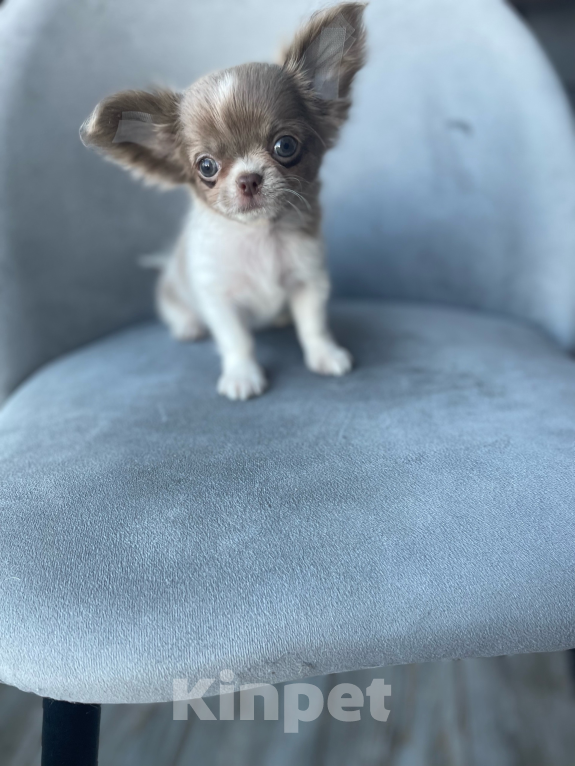 Собаки в Орле: Щенок чихуахуа Мальчик, 80 000 руб. - фото 2