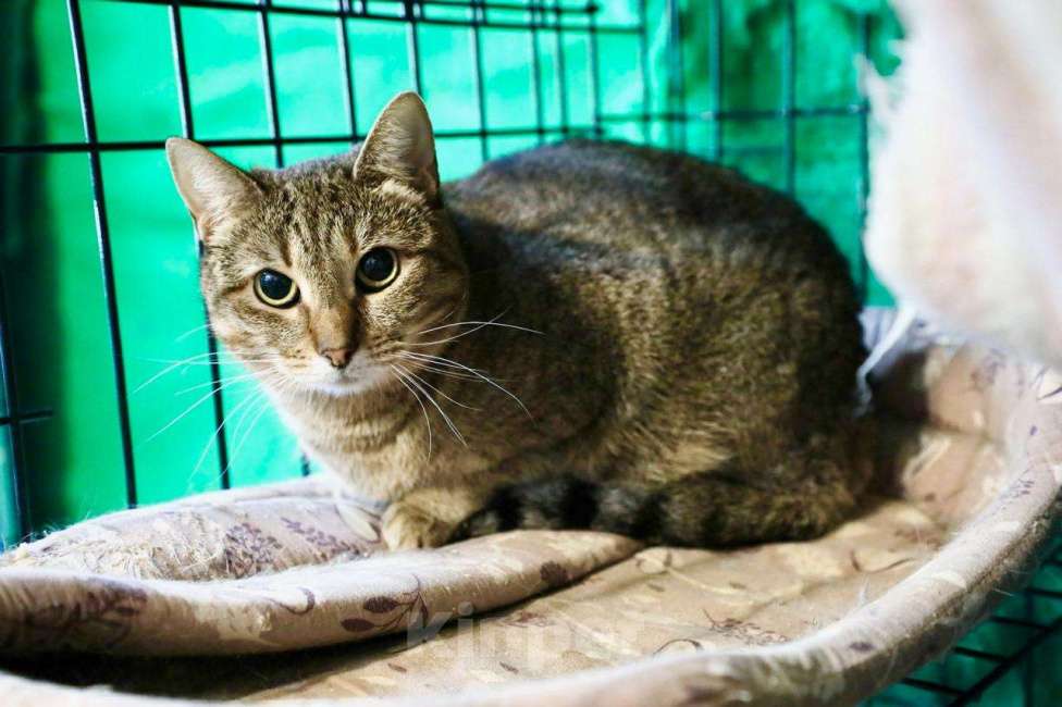 Кошки в Москве: Кошка Жемчужинка - полосатая красавица, в добрые руки Девочка, Бесплатно - фото 5