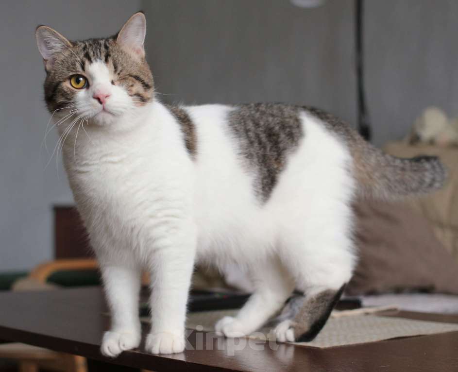 Кошки в Москве: Котенок Мишка  Мальчик, Бесплатно - фото 2