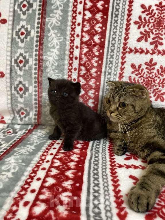 Кошки в Нижнем Новгороде: Шотландский котенок Девочка, 8 000 руб. - фото 3