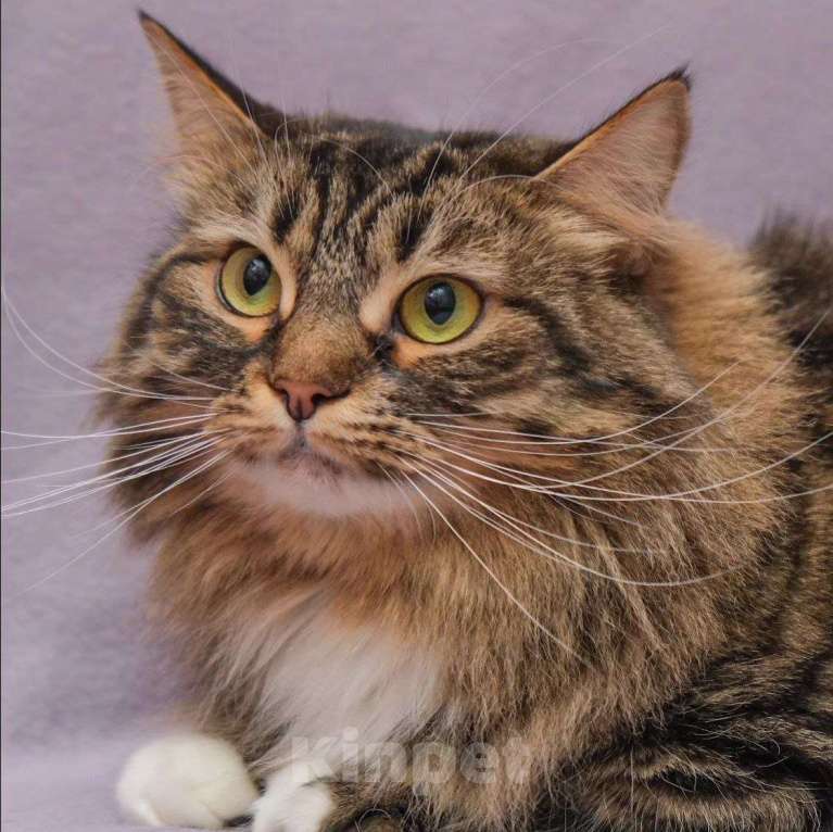 Кошки в Москве: Пушинка, потерпи еще немного, дом обязательно найдется! Девочка, Бесплатно - фото 4