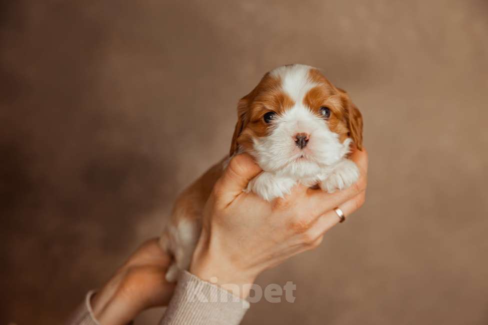 Собаки в Сарове: Кавалер Кинг чарльз спаниель девочка  Девочка, 150 000 руб. - фото 1