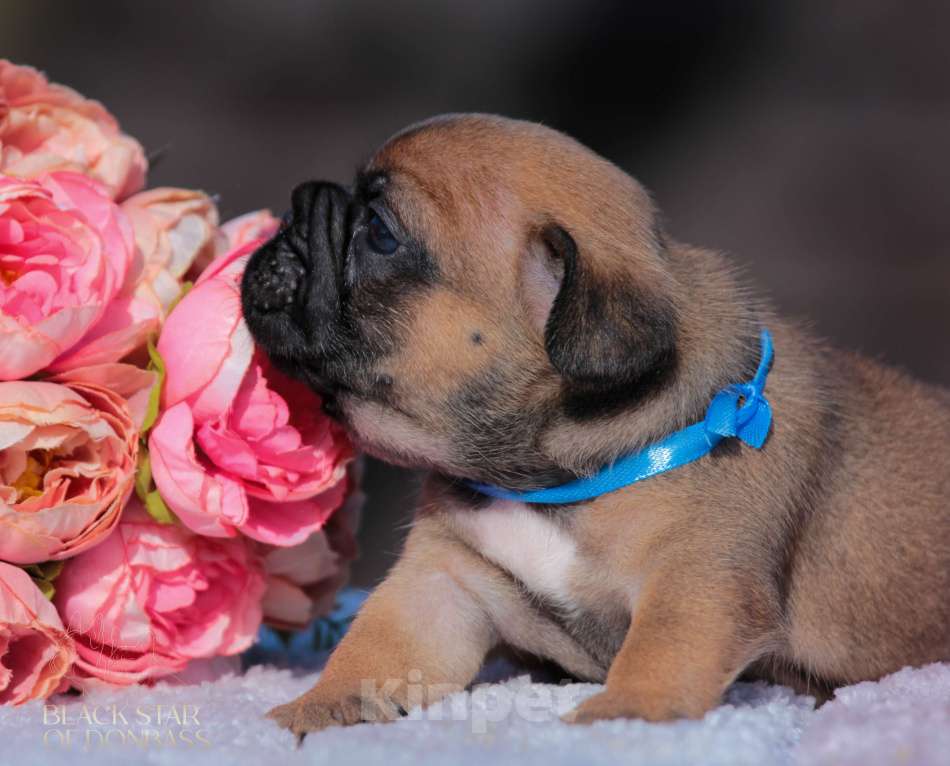 Собаки в Москве: Мальчик французского бульдога Мальчик, 100 000 руб. - фото 4