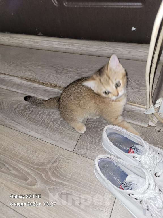 Кошки в Москве: Золотая шиншила Девочка, 10 000 руб. - фото 2