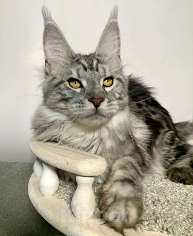 Кошки в Краснодаре: Котенок породы Мейн-кун Девочка, 25 000 руб. - фото 2