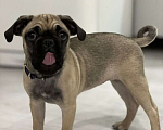 Собаки в Тюмени: Продам щенка Мопса Девочка, 16 000 руб. - фото 2