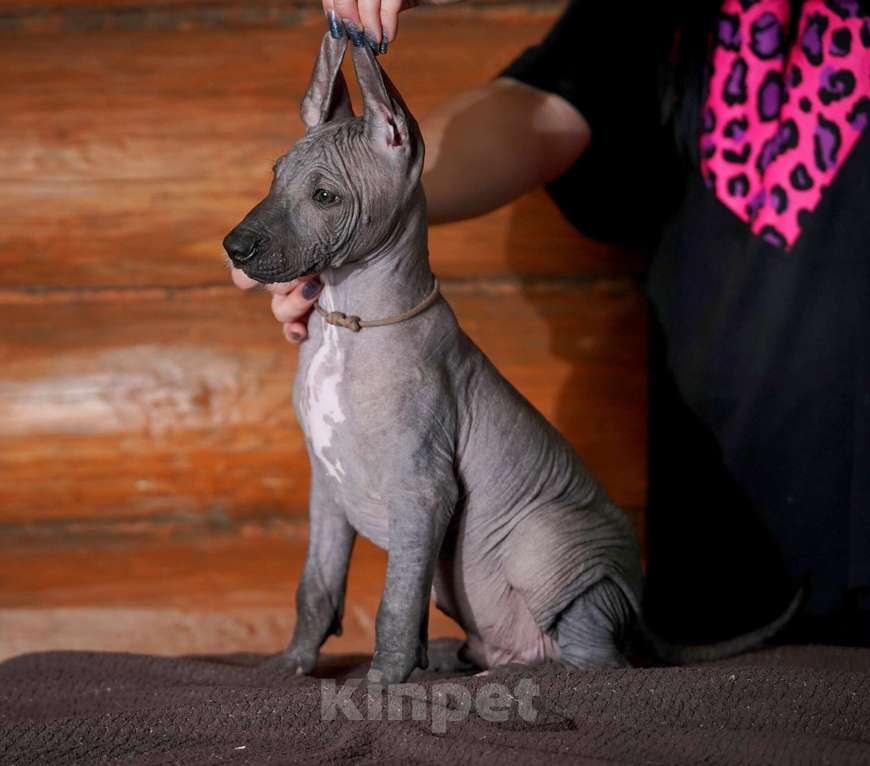 Собаки в Александрове: Щенки Ксолоитцкуинтли стандартного размера  Мальчик, 70 000 руб. - фото 4