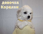 Собаки в Иркутске: Коралин Девочка, 55 000 руб. - фото 1