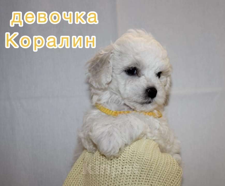 Собаки в Иркутске: Коралин Девочка, 55 000 руб. - фото 1