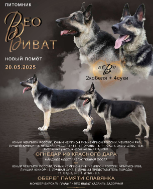 Собаки в других городах Краснодарского края: Восточноевропейская овчарка Девочка, 45 000 руб. - фото 10