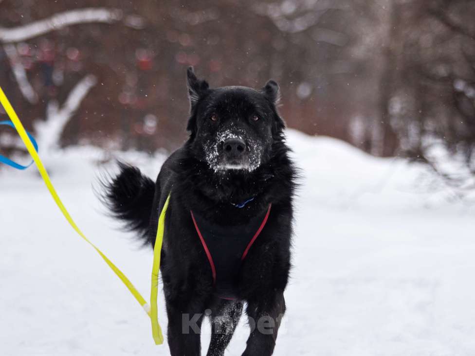 Собаки в других городах Московской области: Спокойный мишка Мальчик, Бесплатно - фото 9