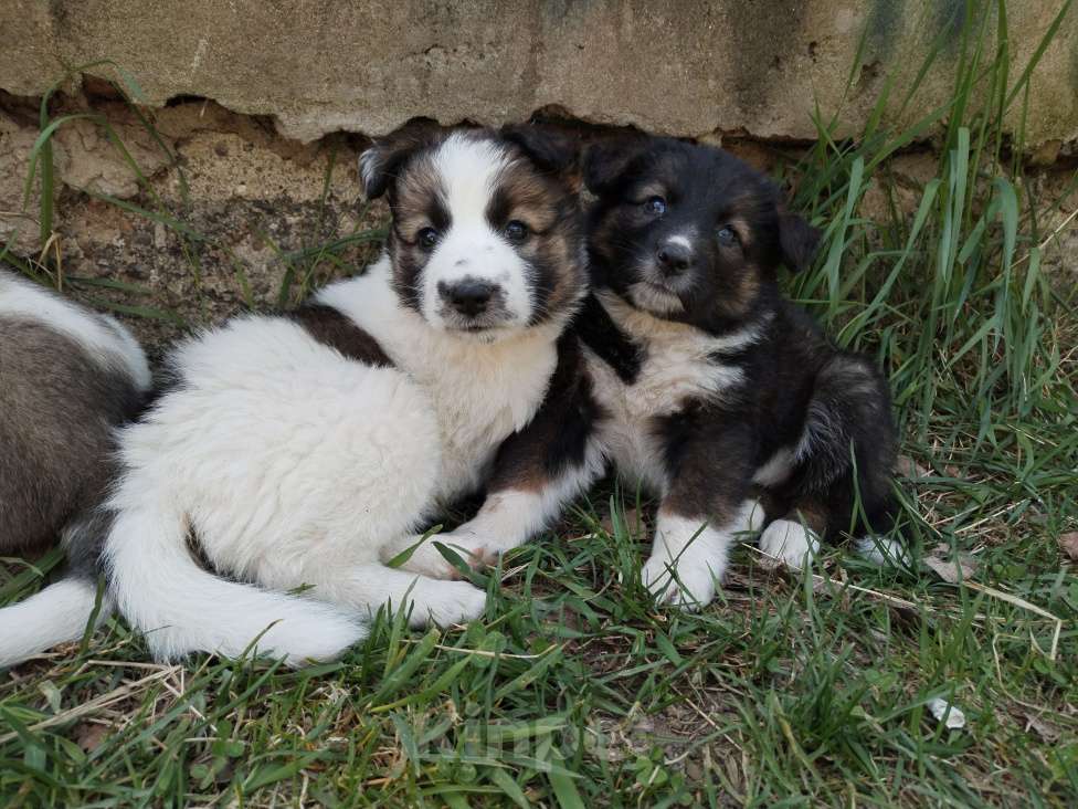 Собаки в Москве: Метисы лайки  Девочка, 1 руб. - фото 8