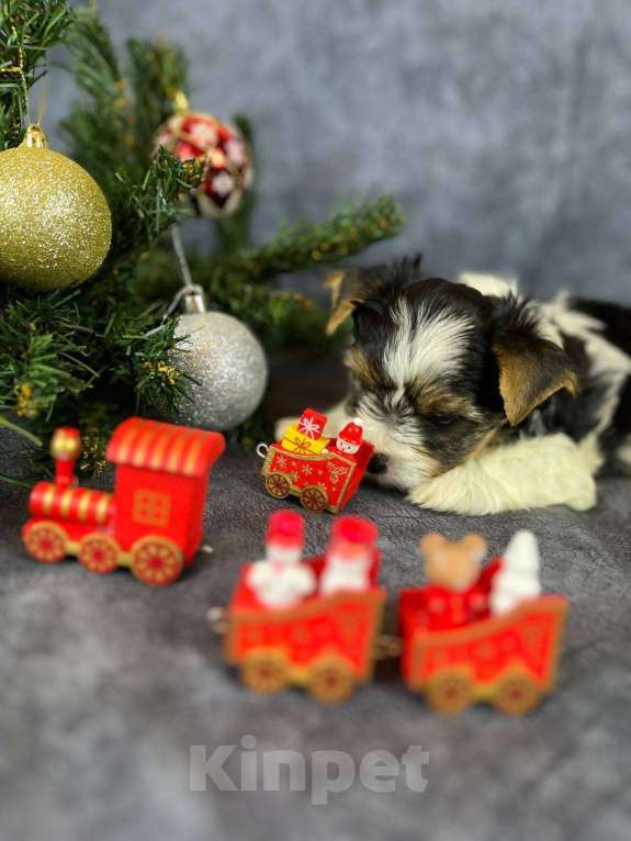 Собаки в Вологде: Щенок бивер терьера Мальчик, 90 000 руб. - фото 5