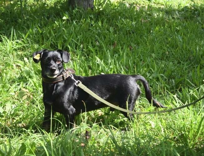 Собаки в Раменском: Коба и Топик в поисках дома Мальчик, Бесплатно - фото 4