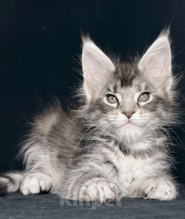 Кошки в других городах Московской области: Серебристая тигрулька Девочка, 30 000 руб. - фото 5