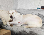 Собаки в Москве: Диванный алабай Мила ищет семью! Девочка, Бесплатно - фото 3