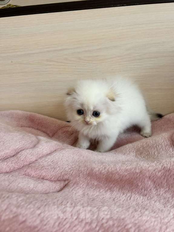 Кошки в Казани: Кошечка Девочка, 30 000 руб. - фото 2