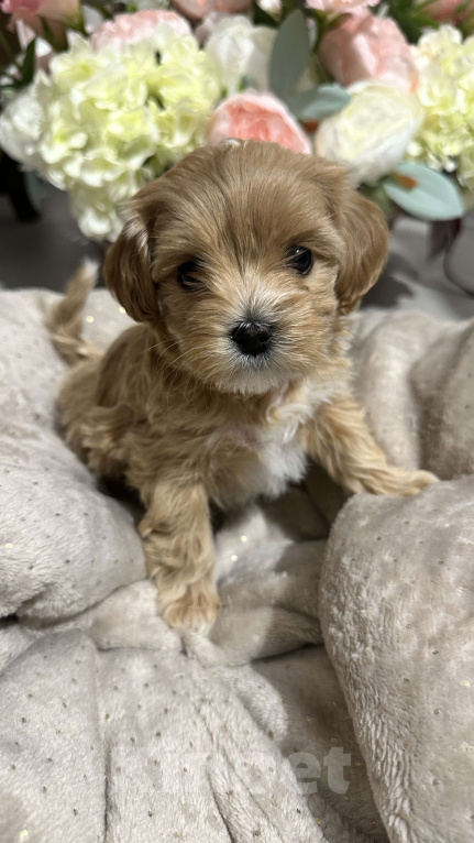 Собаки в других городах Краснодарского края: Мальтипу f1 мини девочка  Девочка, 100 000 руб. - фото 3