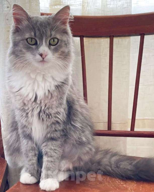 Кошки в Москве: Буся ищет дом Девочка, Бесплатно - фото 2