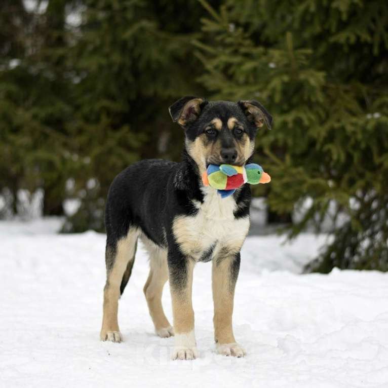 Собаки в Москве: щенок Ника в добрые руки Девочка, Бесплатно - фото 2