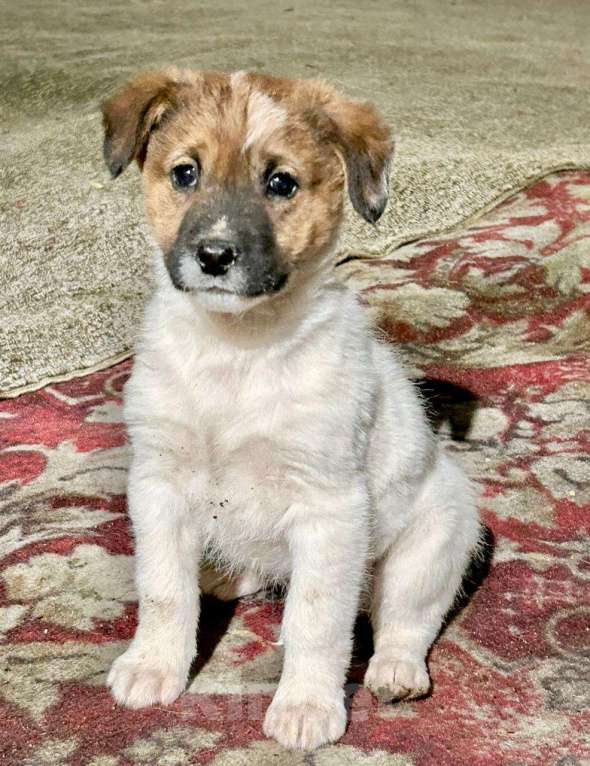 Собаки в Ногинске: Щенок мальчик в добрые руки Мальчик, Бесплатно - фото 2