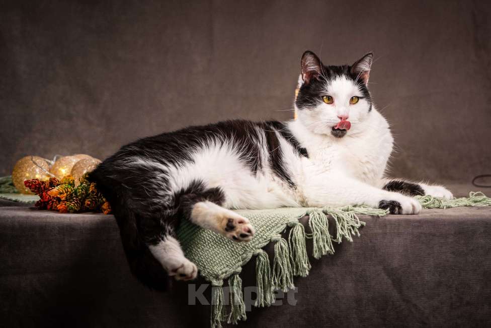 Кошки в Клине: Фунтик — котик с мягким характером Мальчик, Бесплатно - фото 6