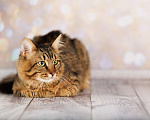 Кошки в Москве: Егорка - ручной, ласковый, мурчливый котик в добрые руки! Мальчик, Бесплатно - фото 10